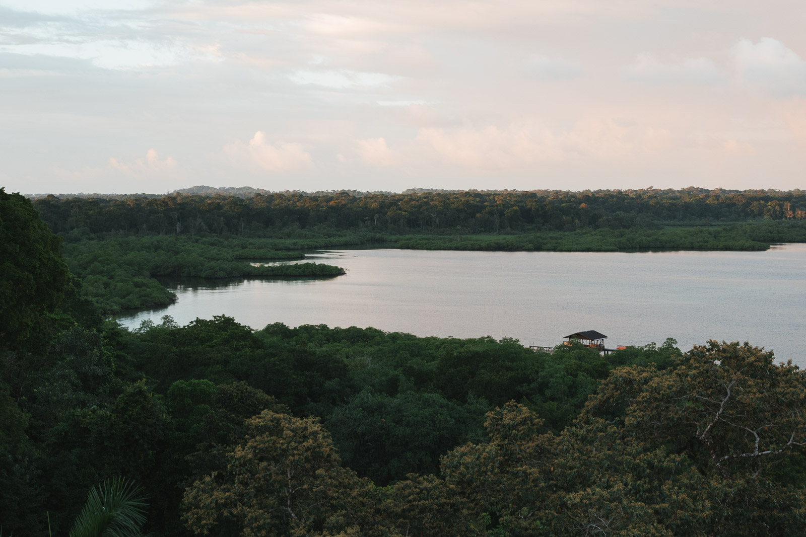 Tamandúa